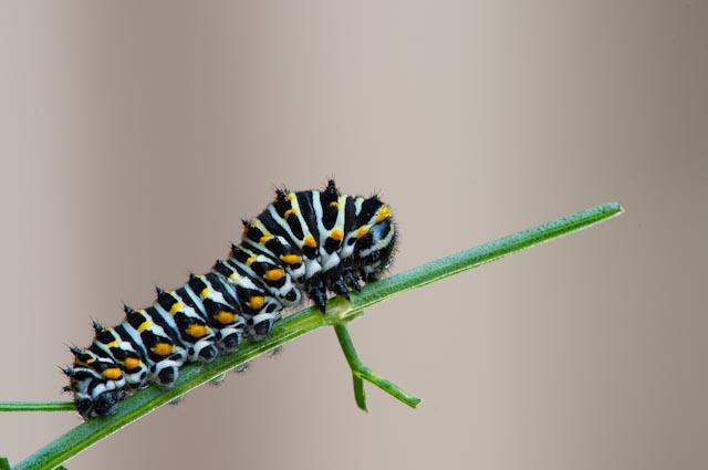 Bruco da identificare 5 - Papilio machaon
